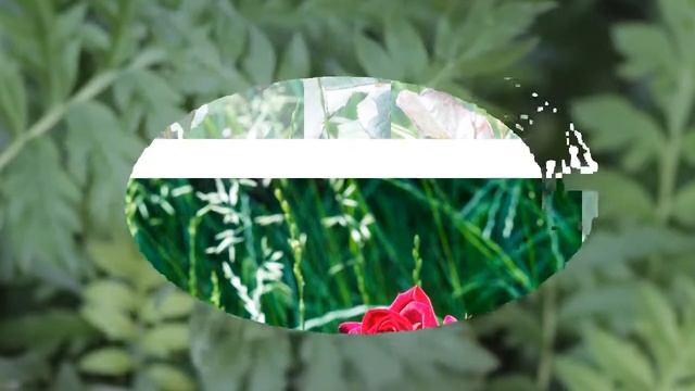 Городские цветы (г.Подольск - Котовсвк, Одесской)