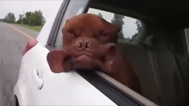 dog hanging head out of car window смотреть онлайн