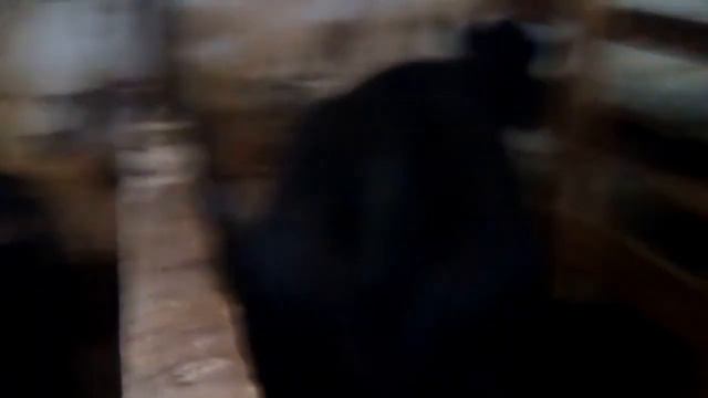 Тёлочке 4 месяца. смотреть онлайн