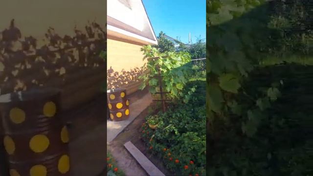 Виноград, этого года, конец того года смотреть онлайн