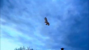 Супер игра бойных столбовых