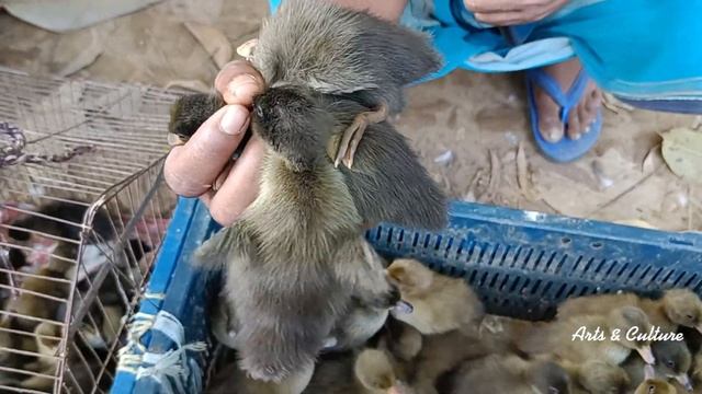 পাহাড়ি প্রজাতির চীনা হাঁস উঠেছিলো বাজারে। ভারত সীমান্তের হাঁস মুরগির হাট। কাকরকান্ধি বাজার ২০২৩ смотреть онлайн