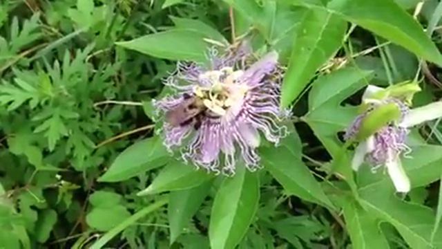 Passiflora with a bee смотреть онлайн