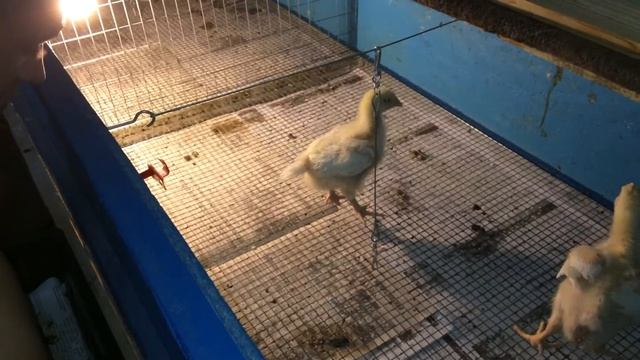 5Чем кормить бройлеров. "ЭЛИТ КОРМ" или "PURINA". Часть 5 смотреть онлайн