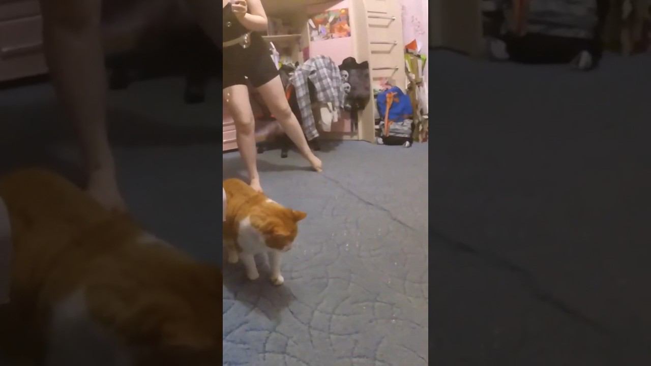 Кот в шоке #всегопонемногу #кот #пузыри #реакция #реакциякота смотреть онлайн