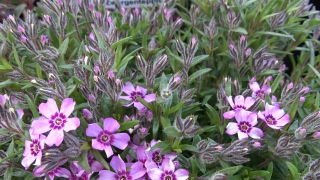 Phlox subulata ´Zwergenteppich´ смотреть онлайн