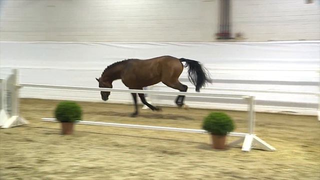 Holsteiner Körlot 2018 | Nr. 23 - CRASH COMFORT v. Cascadello I - Clinton I смотреть онлайн