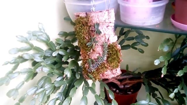 Рождественники - соседи моих орхидей! смотреть онлайн