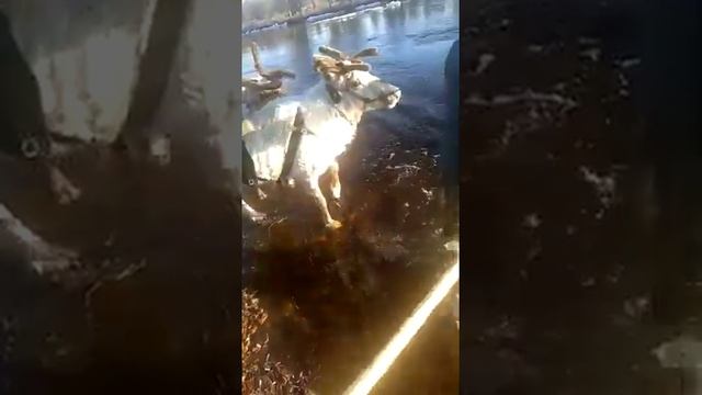 На оленях через ледяную реку смотреть онлайн