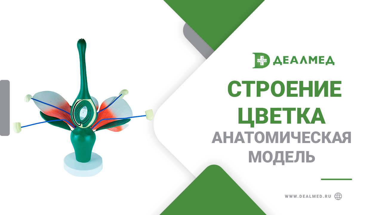 Анатомическая модель строение цветка смотреть онлайн