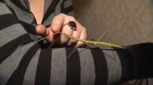 Как содержать палочника в домашних условиях