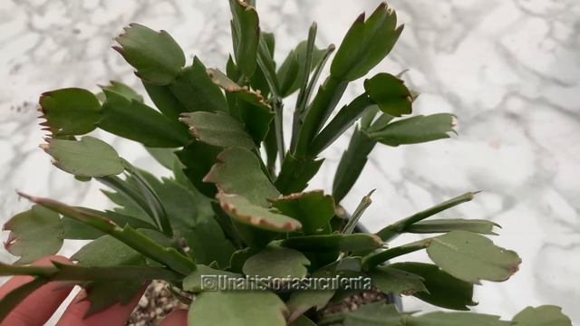 7 Tips para cuidar tu cactus de navidad /Schlumbergera truncata смотреть онлайн