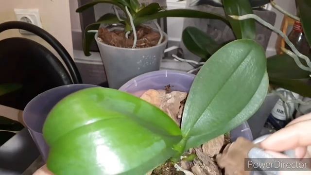 Орхидеи в Живом Мох Сфагнум спустя.../Диванные ОрхоОграномы учитесь выращивать/чувствовать/понимать