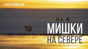 Мишки на Севере