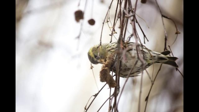 Amazing bird (Чиж Carduelis spinus птичка за окном) смотреть онлайн
