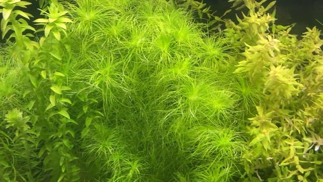 Борюсь с эвгленой зеленой и думаю попробовать перекись.