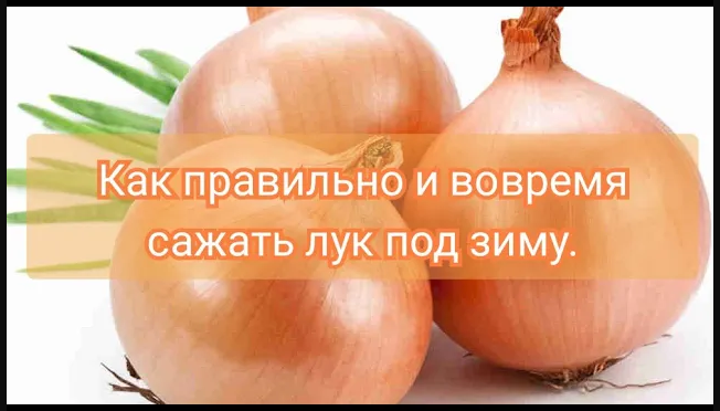 Посадка лука под зиму – оптимальные сроки и подходящие сорта смотреть онлайн
