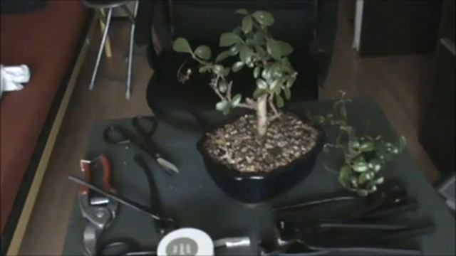 BONSAI CARMONA MICROPHILLA TAILLE DE STRUCTURE (ACT-3) смотреть онлайн