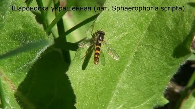 МАКРО ВИДЕО на камеру SONY HDR-SR1E (MACRO VIDEO on SONY HDR-SR1E camera) смотреть онлайн