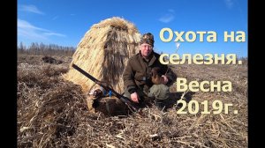 Охота на селезня с подсадной уткой и манком. Бобры. Открытие, весна 2019г.