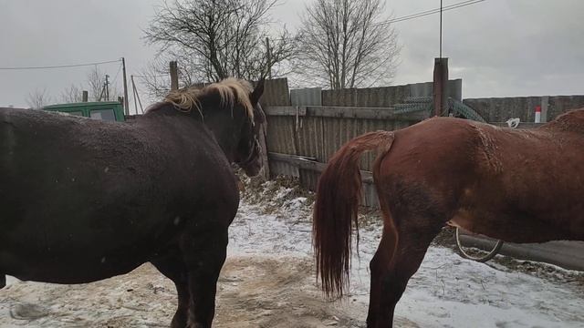 у Жеребца все получилось смотреть онлайн