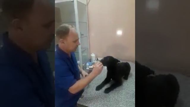 Как правильно чистить уши собаке, кошке смотреть онлайн