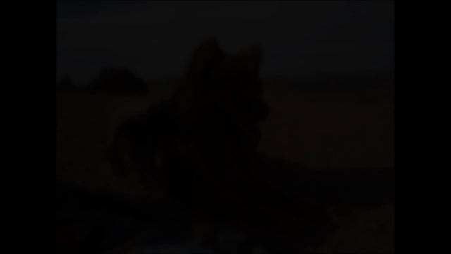 perros Eurasier zacatecas смотреть онлайн