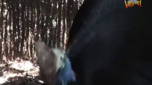 Southern Cassowary - Endangered species - Wildspace Australia смотреть онлайн