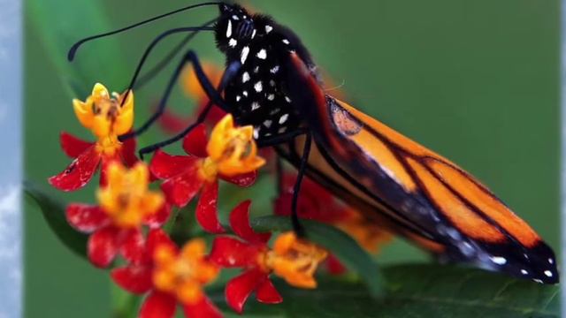 Урок бабочки смотреть онлайн