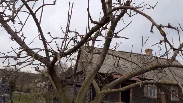 Обрезка яблони осенью смотреть онлайн