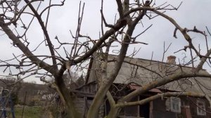 Обрезка яблони осенью