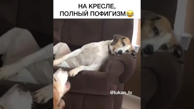 поймал дзен смотреть онлайн