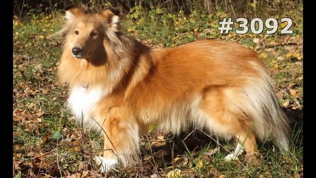 #3092. Собаки (В мире животных) смотреть онлайн
