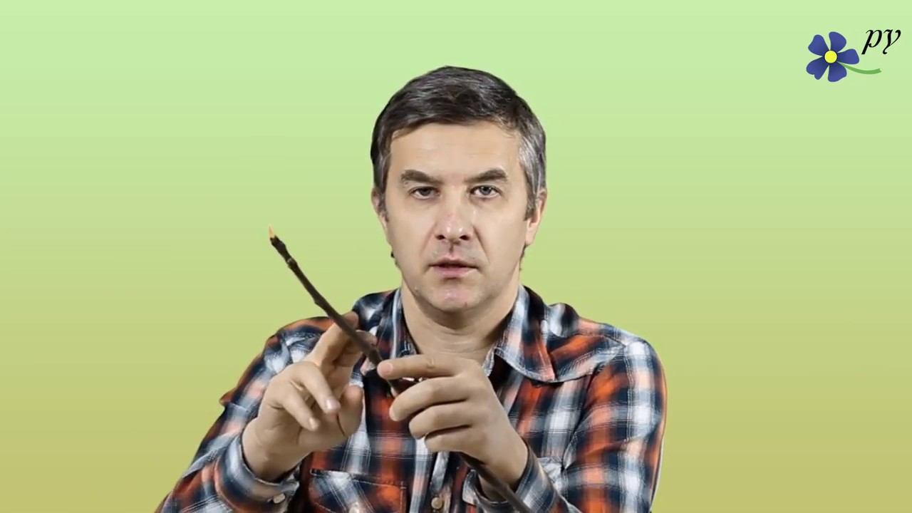 Черенкование инжира смотреть онлайн