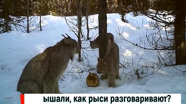 Дикие рыси умеют разговаривать? (смотреть со звуком) смотреть онлайн
