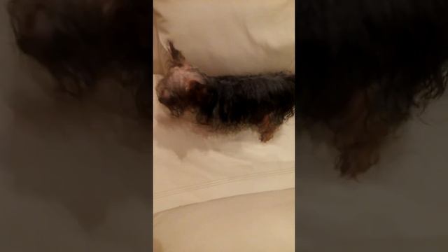 Смешная собака не хочет быть мокрой!😂 смотреть онлайн