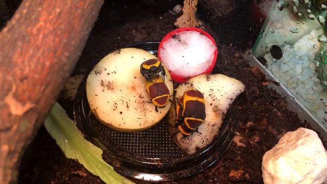 Как размножаются жуки? Африканские бронзовки (Pachnoda marginata) смотреть онлайн