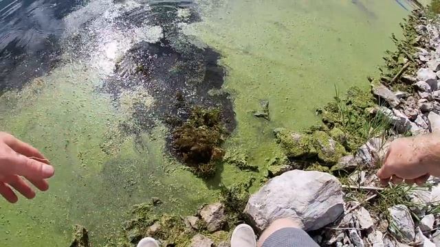 CAT FISHING the POST SPAWN - FEEDING FRENZY! (tips & tricks) смотреть онлайн