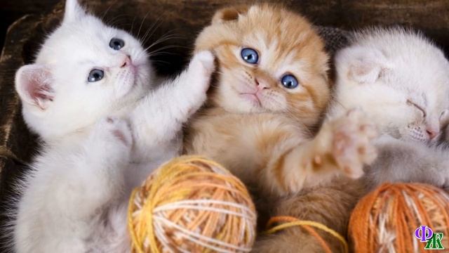 Дворник ВЫКИНУЛ котят на улицу из подвала. Кошка металась от котят к людям, умоляя помочь, пожалеть смотреть онлайн