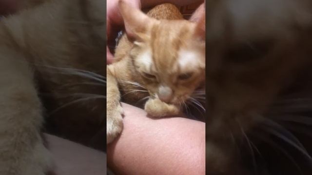 кот сосёт лапу как медведь! смотреть онлайн