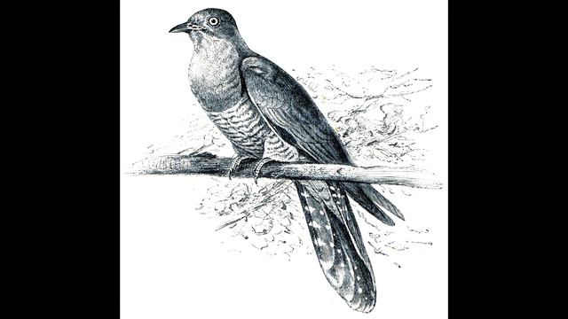 JOHANN CASPAR KERLL - Capriccio Sopra Il Cucu