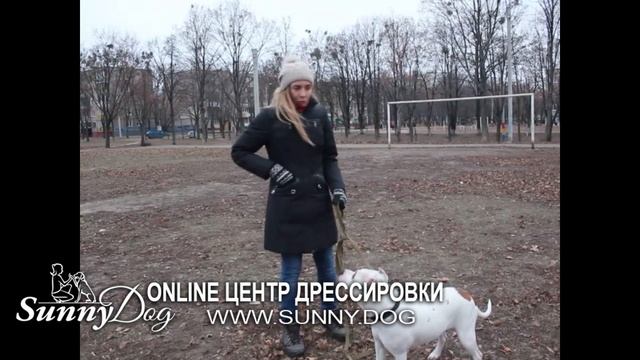 ПЯТЬ ваших ошибок при похвале! Как правильно хвалить собаку во время дрессировки и как НЕ НУЖНО? смотреть онлайн