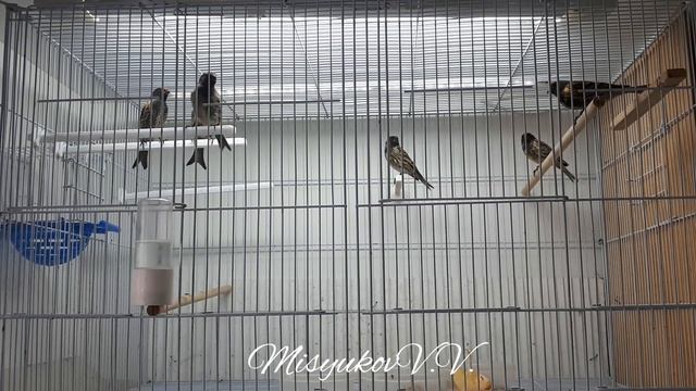 Красношапочные вьюрки смотреть онлайн