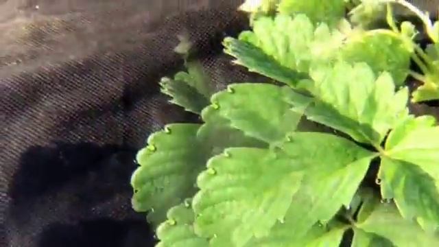 ➽ Обзор Комплекта линз для смартфона с AliExpress | 10 In 1  Cellphone Lens