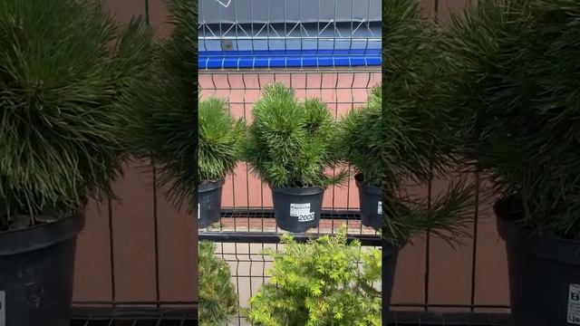 Сосна горная Варелла (Varella) смотреть онлайн