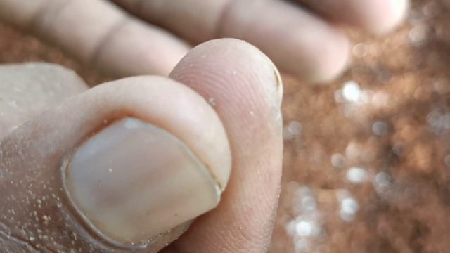 पेटुनिया को बीज से ग्रो करने का सही तरीका ।। Petunia Growing From seeds смотреть онлайн