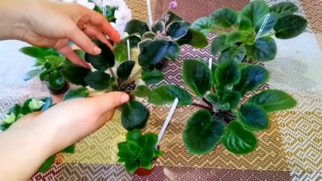 Вред жорсткой воды!!! смотреть онлайн