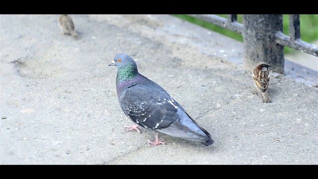 Жаркий день через советский объектив Юпитер-9 смотреть онлайн