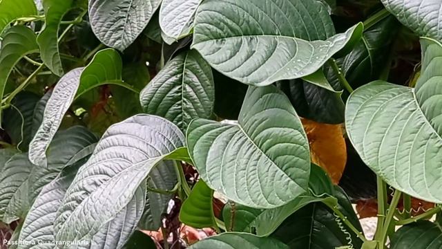Passiflora Quadrangularis L. | Fruit Lianas | 🇵🇦 Panama | смотреть онлайн