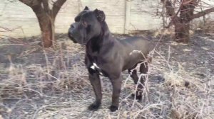 Порода Кане Корсо. Характер собак. #КанеКорсоХарактер  #Канекорсо